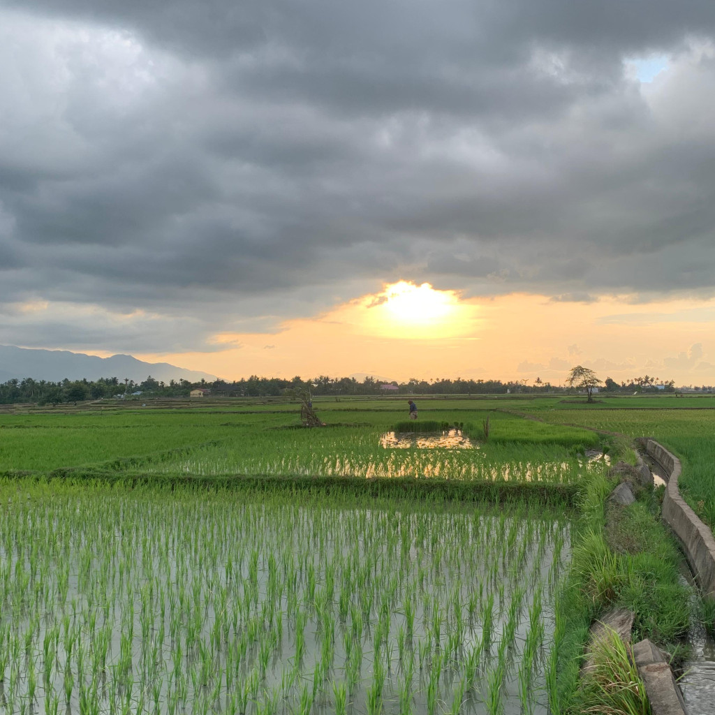 Sawah Gampong Bueng Raya